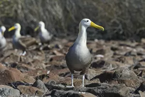 Images Dated 29th December 2012: Waved Albatross or Galapagos Albatross -Phoebastria irrorata-, Isla Espanola, Galapagos Islands