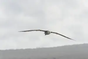 Spreading Out Prints: Waved Albatross or Galapagos Albatross -Phoebastria irrorata- in flight