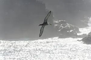 Spreading Out Prints: Waved Albatross or Galapagos Albatross -Phoebastria irrorata- in flight