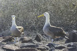 Waved Albatrosses or Galapagos Albatrosses -Phoebastria irrorata-, Isla Espanola, Galapagos Islands