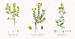 Images Dated 1st December 2017: Waved-leaved St. Johna┬Ç┬Ös Wort, Hypericum Baeticum, Victorian Botanical Illustration, 1863