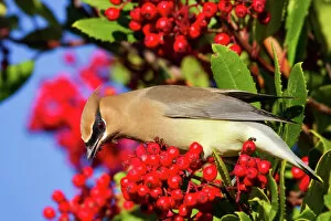 Branch Collection: Waxwing bird