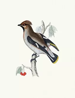 Paintings Gallery: Waxwing bird