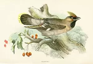 Images Dated 16th March 2017: Waxwing engraving 1896