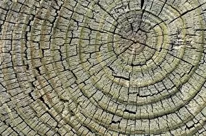 Images Dated 15th November 2011: Weathered pine wood, cross-section, Carizzo, Arizona, United States