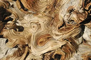 Nevada Prints: Weathered wood of an ancient Bristlecone pine -Pinus longaeva