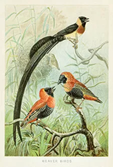 Images Dated 29th October 2018: Weaver birds chromolithograph 1896