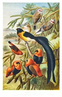 Images Dated 5th July 2015: Weaver birds illustration 1882