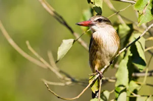 Limpopo Gallery: Weaver -Ploceidae-, Mapungubwe National Park, Limpopo, South Africa, Africa