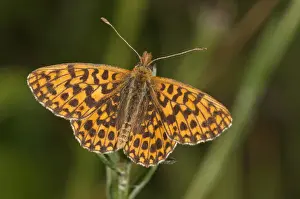 Upper Part Prints: Weavers Fritillary or Violet Fritillary -Boloria dia