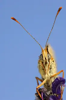 Weavers Fritillary or Violet Fritillary (boloria dia), close-up