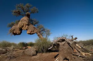 Weaver Prints: Weavers nests, Northern Cape, South Africa, Africa
