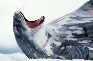 Polar Climate Gallery: Weddell seal (Leptonychotes weddellii) yawning, close-up