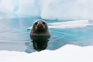 Antarctica Prints: Weddell seal looking up out of the water, Antarctica