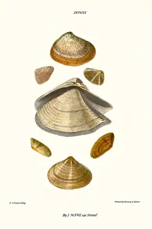 Mollusc Prints: wedge shells
