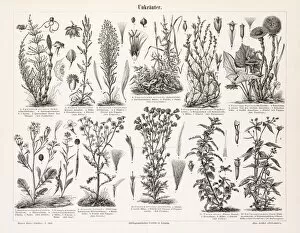 Images Dated 23rd June 2015: Weed engravings 1897