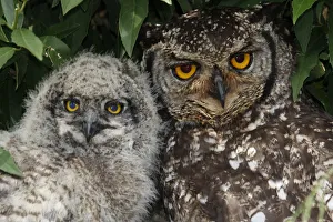 Images Dated 1st November 2016: A three week old Spotted Eagle Owl chick with one of the parent birds