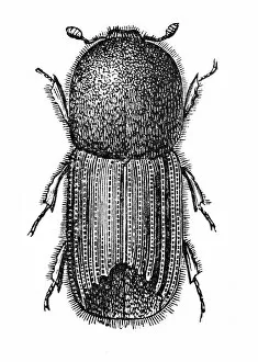 Images Dated 11th April 2016: Weevil
