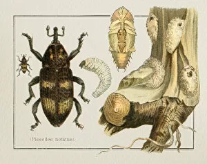 Insect Lithographs Collection: Weevil Pissodes notatus insect illustration 1897