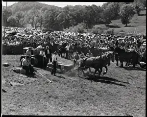 New England Prints: Weight Pulling Contest For Horses