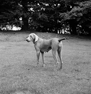 Rollei Prints: Weimaraner Bitch