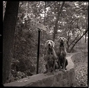 Street Sign Prints: Two Weimaraner Dogs Beside Street Sign