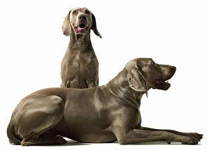 Two Animals Gallery: Two Weimerarner retrievers