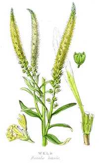 Seedling Prints: Weld botanical engraving 1857