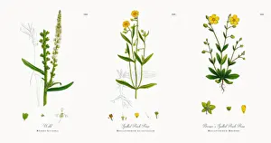 Mignonnette Prints: Weld, Reseda Luteola, Victorian Botanical Illustration, 1863