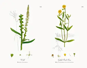 Mignonnette Prints: Weld, Reseda Luteola, Victorian Botanical Illustration, 1863