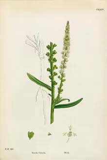 Images Dated 2nd February 2017: Weld, Reseda Luteola, Victorian Botanical Illustration, 1863
