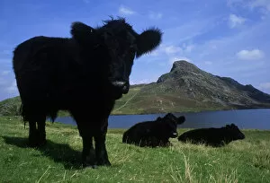 Artiodactyla Gallery: Welsh Black Cattle Above Aberdovey
