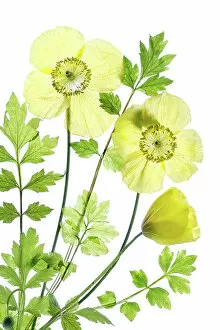 Captivating Floral Photography by Mandy Disher Collection: Welsh poppy