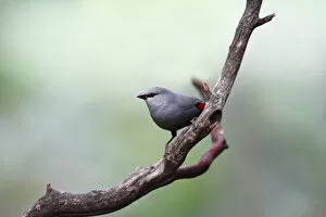 Images Dated 16th April 2010: West african lavender waxbill finch