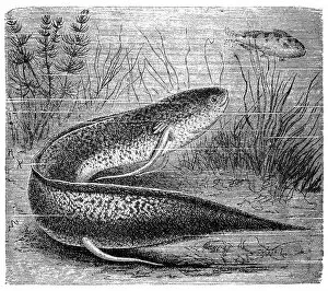 Images Dated 31st August 2016: The West African lungfish (Protopterus annectens)