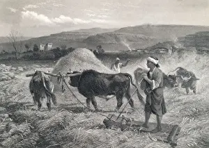 Busy Prints: Western Asian Field Workers Threshing Crops with Use of Oxen