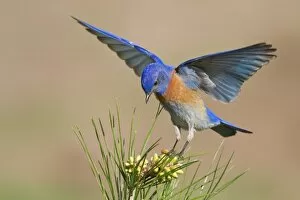 Images Dated 10th March 2012: Western Bluebird