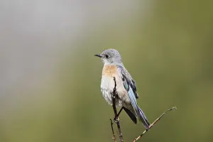 Perched Prints: Western bluebird perching on twig