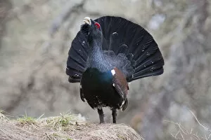 Images Dated 4th May 2013: Western Capercaillie -Tetrao urogallus-, courtship display, Tyrol, Austria