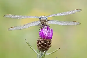 Anisoptera Prints: Western Clubtail -gomphus pulchellus- perched on Brown Knapweed -Centaurea jacea