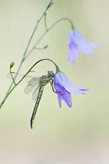 Western Clubtail -Gomphus pulchellus- on Spreading Bellflower -Campanula patula-, North Hesse, Hesse, Germany