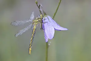 Anisoptera Prints: Western Clubtail -Gomphus pulchellus- on a Spreading Bellflower -Campanula patula