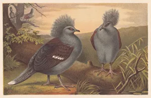 Images Dated 17th July 2015: Western crowned pigeon (Goura cristata), lithograph, published in 1882