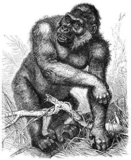 Beast Prints: Western gorilla (Gorilla gorilla)