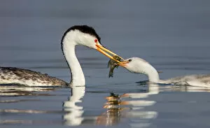 Images Dated 3rd September 2012: Western Grebe Feeding