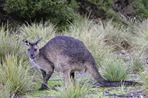 Grasses Prints: Western Grey Kangaroo (Macropus fuliginosus fuliginosus), Kangaroo Island, Australia