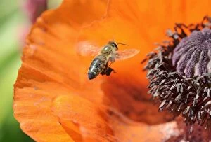 Western honey bee -Apis mellifera- collecting pollen, attaching pollen on its rear legs