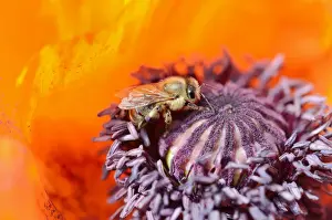Apiformes Prints: Western honey bee -Apis mellifera- collecting pollen on a red flower