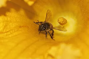 Foraging Gallery: Western honey bee -Apis mellifera- on pumpkin flower, Hokkaido, Japan, Asien