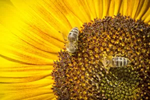 Western honey bees -Apis mellifera- perched on a sunflower -Helianthus annuus-, detailed view of the blossom, Stuttgart